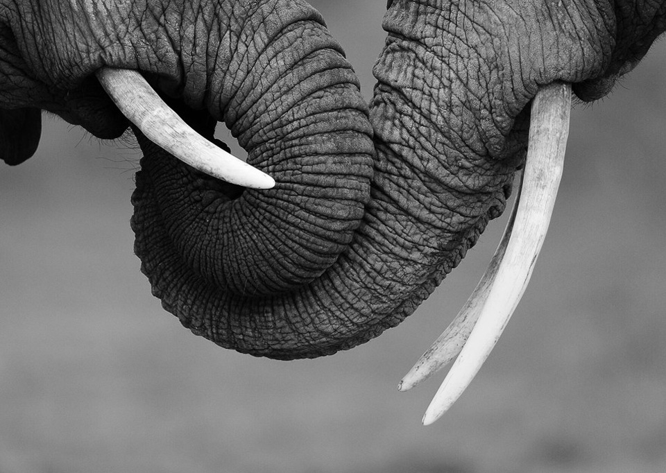 elephant-love.jpg